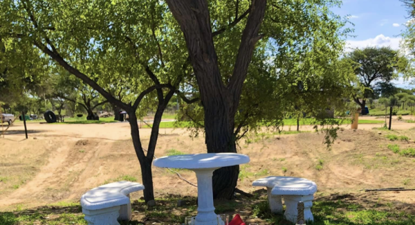 Marula Tree